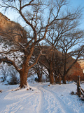 Tire Tracks in Snow Leading Up to Canyon De Chelly Cliffs