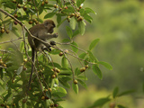 Long-Tailed Macaque  Macaca Fascicularis  Eating a Strangler Fig