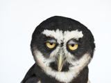 A Spectacled Owl  Pulsatrix Perspicillata  at the New York State Zoo