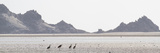 Shorebirds at Detwah Lagoon