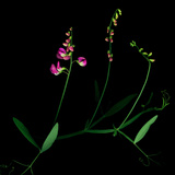 High Resolution Scan of Sweet Pea Flowers and Vine