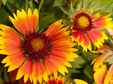 Close Up of Blanket Flowers  Gaillardia Species