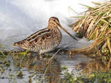 A Common Snipe  Gallinago Gallinago  in a Puddle of Snow Melt