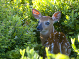 A Day-Old White-Tailed Deer  Odocoileus Virginianus  Hiding in Shrubs