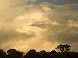 The Rainforest Canopy on Barro Colorado Island and Clouds
