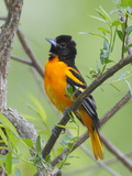 A Baltimore Oriole  Icterus Galbula  Perched in a Tree