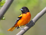 A Baltimore Oriole  Ictarus Galbula  Perched on a Tree Branch