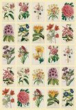 Botananica (Flowers) - Vintage Style Italian Poster