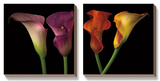 Jewel Calla Lilies