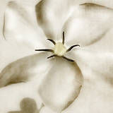 Whisper of Gardenia