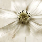 Whisper of Cosmos