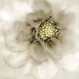 Whisper of Dahlia