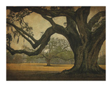 Two Oaks in Rain  Audubon Gardens
