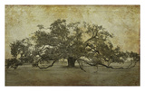 Sugarmill Oak  Louisiana