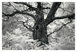 Portrait of a Tree  Study 12