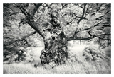 Portrait of a Tree  Study 1