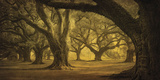 Oak Alley West Row