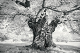Portrait of a Tree  Study 18