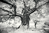 Portrait of a Tree  Study 2