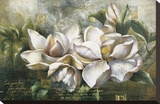 Dawning Magnolias