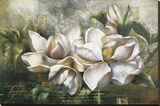 Dawning Magnolias