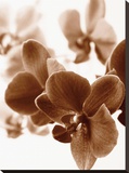 Dreamy Orchids II