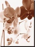 Dreamy Orchids I
