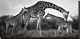 Giraffe Family