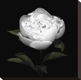 Peony Perfection II