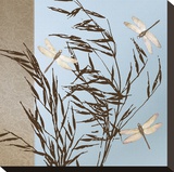 Dragonflies