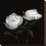 Peony Perfection I
