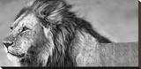 Lion Eyes