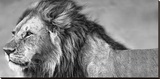 Lion Eyes