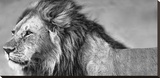 Lion Eyes