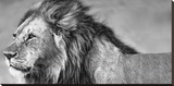 Lion Eyes