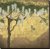 Wisteria with House Finch