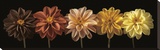 Floral Salute