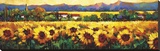 Sweeping Fields of Sunflowers