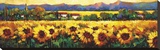 Sweeping Fields of Sunflowers