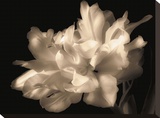 Double Dappled I