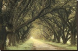 Evergreen Alley
