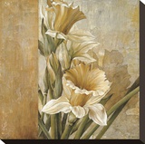 Champagne Daffodils II