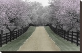 Apple Blossom Lane