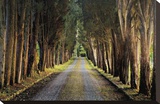 Tree Tunnel