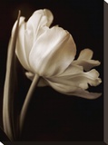 Champagne Tulip I