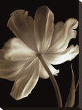 Champagne Tulip II