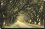 Evergreen Alley