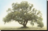 Oak & Blue Sky
