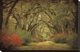 Road Lined With Oaks & Flowers