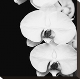 Orchid Portrait II
